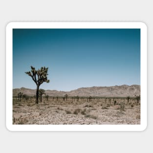 Joshua Tree Landscape Photo V2 Sticker